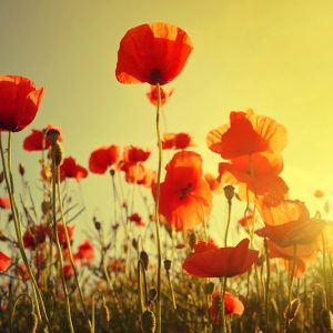 🌺Floraison🌺 Utilisation de produits bio pour moins d’odeurs chimiques !!! prix variable selon demande !!