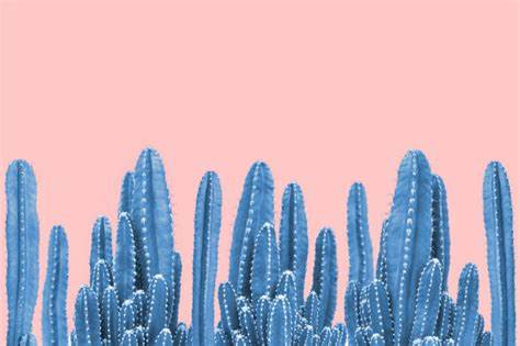 PrettyCactus PrettyCactus