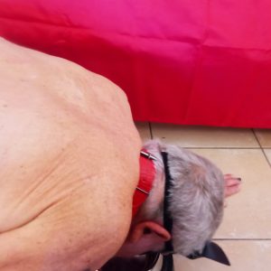 Test de soumission. écuelle