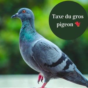 Taxe du pigeon 🐦