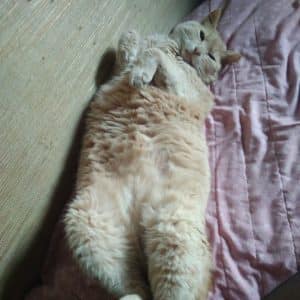 Paye la facture véto de mon chat