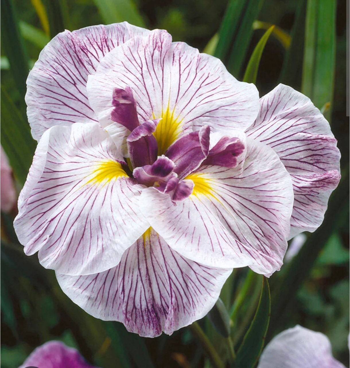 Lilipetitspieds Lilipetitspieds