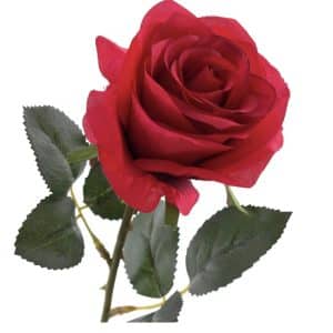 Offre moi une rose 🌹