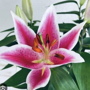 Ma fleur préférée... Le lys🥰