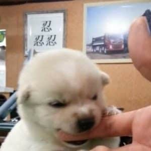 Commande pour G' ♥