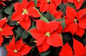 Offrez moi une fleur de Noël
