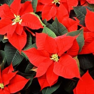 Offrez moi une fleur de Noël