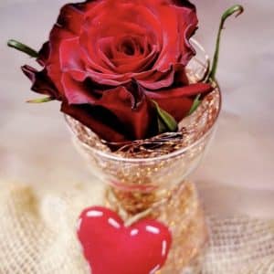 Une fleur pour faire plaisir 🌹