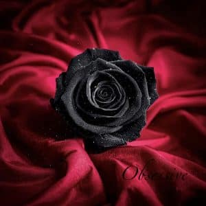 La Rose Noire 🖤