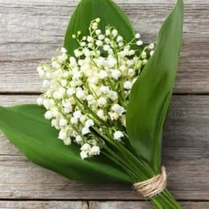 Boobslucie un brin de muguet