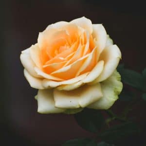 🌹Une rose🌹