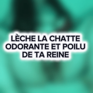 (vidéo) LÈCHE LA CHATTE ODORANTE ET POILUE DE TA REINE👑