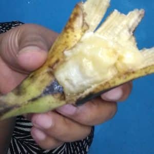 🍌💩 Je chie de la purée de banane et des gros blocs bien cuisinés dans mon cul pendant 1 journée entière ! 🔥