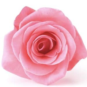 Offre moi une rose 🌹