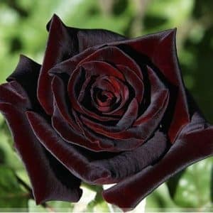 Offres moi une rose