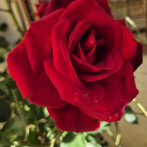 La rosée du matin, un bourgon fleuri