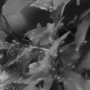 🌿 Un petit détour sauvage arrosé de champagne…🖤🤍