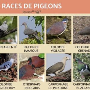 Pigeon 🦜😂🤣